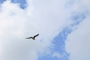 gull in the sky