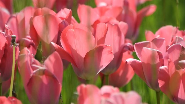 Tulipa ft9104_0468 Tulip