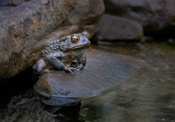 American toad (Bufo americanus) on rock at edge of pond in central Virginia, waiting to capture passing prey.