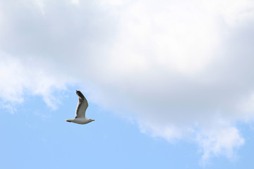 Obraz premium bird in the sky