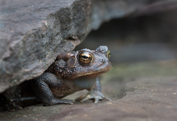 American toad (Bufo americanus) hiding under a rock at edge of pond in central Virginia, ready to ambush passing prey.