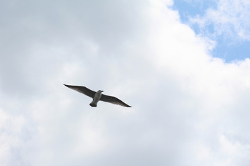 seagull in flight