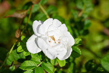 White flower from Oslo