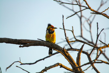 Crested Barbet (Trachyphonus vaillantii)