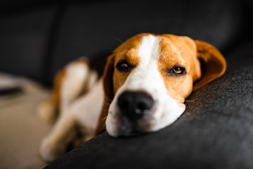 Dog lying on the dark sofa. Canine background