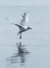 Krakower See, Krakow am See, Mecklenburgische Seenplatte, Möwe