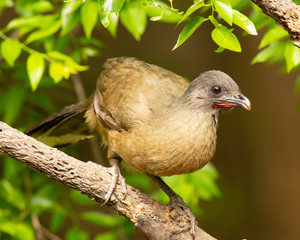 Plain  chachalacca on branch