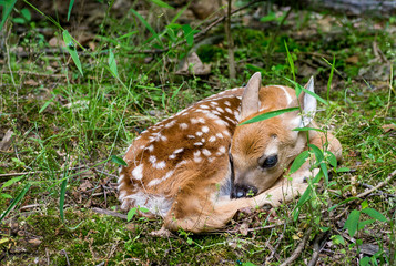 Newborn white-tailed deer fawn (Odocoileus  virginianus) hiding at woods edge while mother is off...