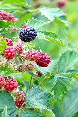 A ripe blackberry on a bush