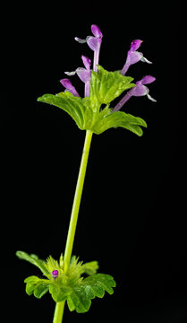 Lamium amplexicaule, commonly known as henbit dead-nettle, common henbit, or greater henbit, is a species of Lamium native to Europe, Asia and northern Africa.
