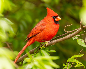 Northern cardinal on branch