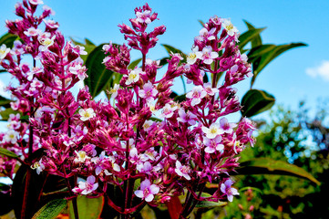 Flores do cerrado 001