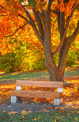 Fototapeta na wymiar Bench in the park in autumn
