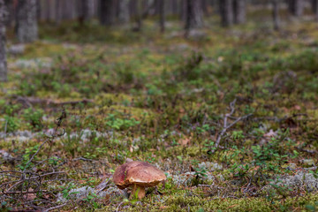 porcini mushroom in the forest on a background of pine forest