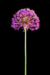 Allium flower cluster on black background