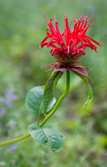 Red beebalm (Monarda didyma) growing in garden in central Virginia. Plant is native to the Appalacian Mountains and is a favorite source of nectar for red-throated hummingbirds.