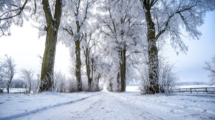 Allee im Winter in Masuren