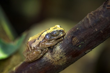 Frosch