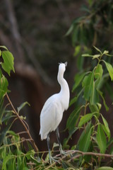 stork with her catch