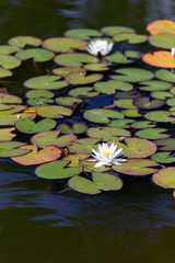 Water Lily in a palace garden.