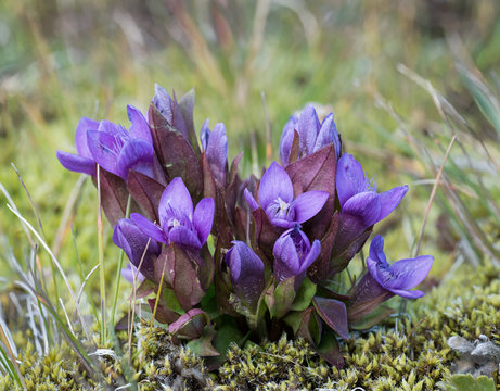 Field gentian (Gentianella campestris) growing among grasses and woolly-moss in southern Iceland.