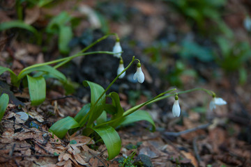 beautiful white snowdrop in spring on blurred background