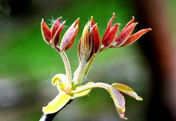 walnut buds