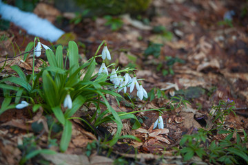 beautiful white snowdrop in spring on blurred background