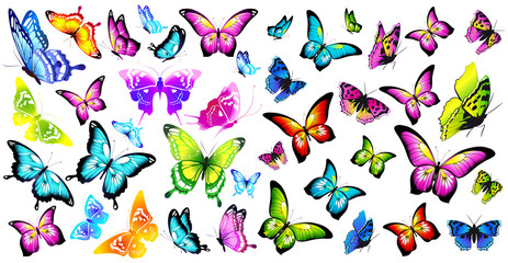 Obraz na płótnie Canvas butterfly241