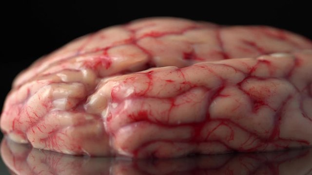 Brain with damage zones and infection concept prop for the science or horror Halloween. For doctor demonstration, real time anatomy study in medical clinic for surgery students.