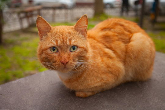 little beautiful cat on blurred background