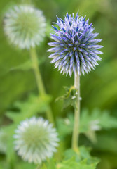 Russian globe thistle (Echinops ritro) just beginning to bloom. Open flowers are at top of globe.