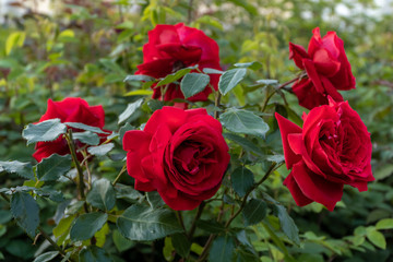 Beautiful Bush roses near the big Menshikov Palace in Oranienbaum Park.