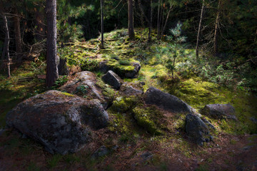 Moss-covered forest floor on an island in the Georgian Bay archipelago, Ontario, Canada, taken at night.