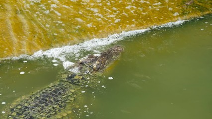 Video 4k of crocodile swimming in the water