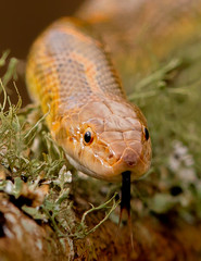 Snake with tongue out
