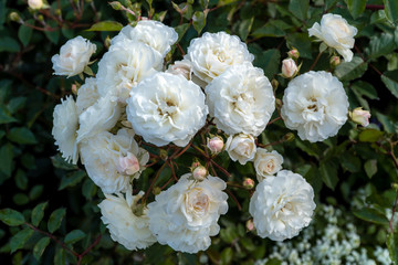 Beautiful Bush roses near the big Menshikov Palace in Oranienbaum Park.