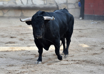 toro bravo español en una plaza de toros