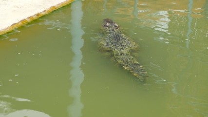 Video 4k of crocodile swimming in the water