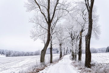 Allee im Winter in Masuren