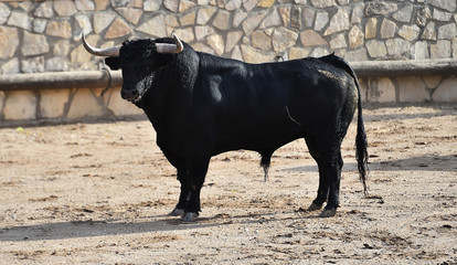toro bravo español corriendo en una plaza de toros en un tradicional espectaculo en españa
