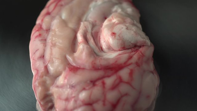 Prop for surgeons education and real example of brain tissue for training to perform brain surgery on central nervous system at hospital.
