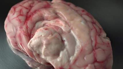 Prop for surgeons education and real example of brain tissue for training to perform brain surgery on central nervous system at hospital.
