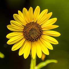 Yellow flower