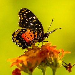 Butterfly on orange flower
