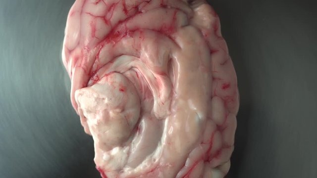 Goat or pork brain on a metal plate, raw brains, bloody veins brains props for horror Halloween concept.