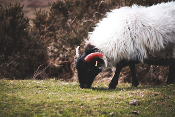 Irish sheep
