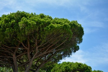 Fototapeta premium Pine with blue sky on the Côte d'Azur, France