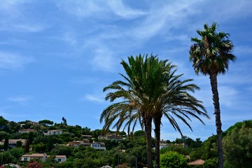 Fototapeta na wymiar Palm trees and typical houses in southern France, on the Côte d'Azur