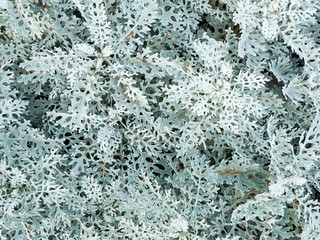 Natural snow-like plant pattern of silver ragworth